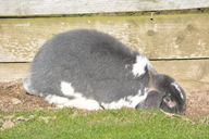 Oryctolagus cuniculus domesticus