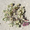 Stylocline gnaphaloides