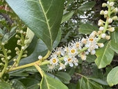 Prunus laurocerasus