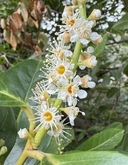 Prunus laurocerasus