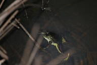 Pseudis bolbodactyla