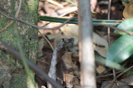 Anolis meridionalis
