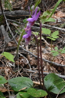Calypso bulbosa var. occidentalis