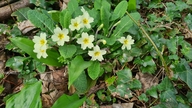 Primula vulgaris