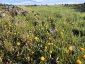 Trifolium jokerstii