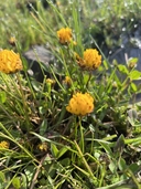 Trifolium jokerstii
