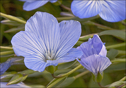 Linum narbonense