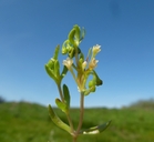 Montia fontana