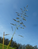 Poa trivialis