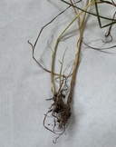 Poa trivialis