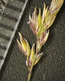 Poa trivialis