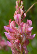 Onobrychis arenaria ssp. arenaria