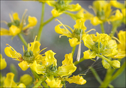 Common Rue