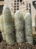Austrocephalocereus dybowskii