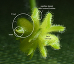 Ranunculus hebecarpus