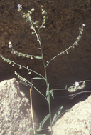 Hackelia brevicula