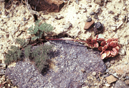 Lomatium foeniculaceum