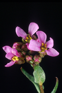 Arabis lemmonii