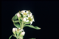 Comandra umbellata ssp. californica