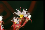 Chorizanthe fimbriata var. laciniata