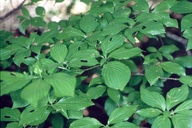 Cornus sessilis