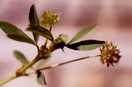 Trifolium buckwestiorum