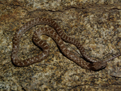 Coast Night Snake