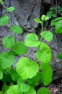 Boykinia rotundifolia