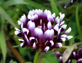 Trifolium phaeocephalum