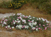 California Evening-primrose