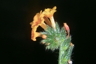Smallflower Fiddleneck