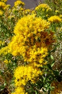 Yellow Rabbitbrush