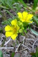 Ivesia lycopodioides