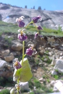 Mountain Jewelflower