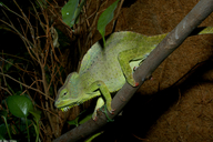 Four-horned Chameleon
