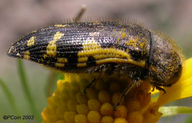 Acmaeodera pulchella