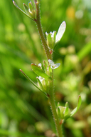 Veronica peregrina ssp. xalapensis