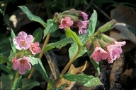 Common Lungwort