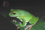 Litoria infrafrenata