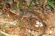 Female beside her newly laid eggs.<br /><strong>Location:</strong> Barrington Tops (New South Wales, Australia)<br /><strong>Author:</strong> <a href="http://calphotos.berkeley.edu/cgi/photographer_query?where-name_full=Geordie+Torr&one=T">Geordie Torr</a>