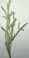 Ambrosia dumosa var. hymenoclea salsola