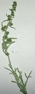 Hymenoclea salsola var. hybrid