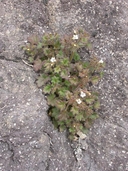 Round-leaf Scorpion-weed