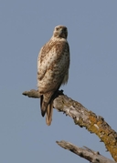 Buteo jamaicensis