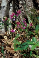 Lathyrus vernus ssp. vernus