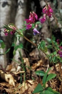Lathyrus vernus ssp. vernus