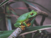 Litoria gracilenta