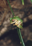 Leptopelis natalensis