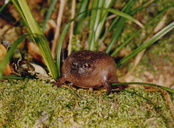 Breviceps fuscus