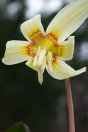 Erythronium oregonum ssp. leucandrum